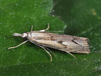 Agriphila geniculea Hw. adulte - �Philippe Mothiron