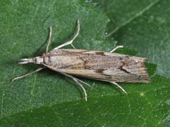 Agriphila geniculea Hw. adulte - �Philippe Mothiron
