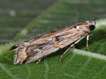 Pempelia genistella Dup. adulte - �Philippe Mothiron