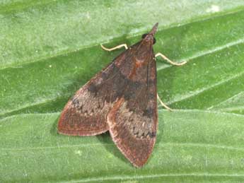 Uresiphita gilvata F. adulte - �Philippe Mothiron