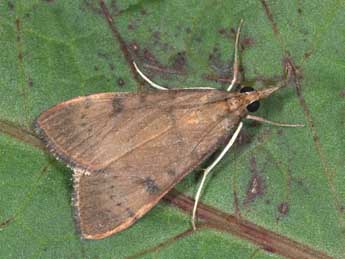 Uresiphita gilvata F. adulte - �Philippe Mothiron