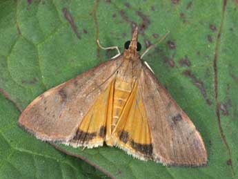 Uresiphita gilvata F. adulte - �Philippe Mothiron