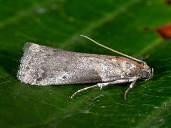 Acrobasis glaucella Stgr adulte - �Philippe Mothiron