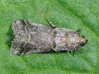 Acrobasis glaucella Stgr adulte - �Philippe Mothiron