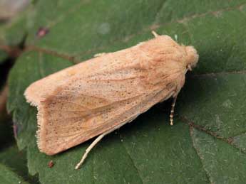 Episema glaucina Esp. adulte - �Daniel Morel