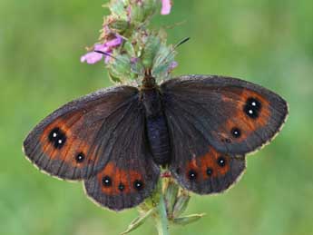 Erebia gorgone Bsdv. adulte - �Lionel Taurand