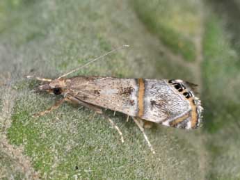 Euchromius gozmanyi Bles. adulte - �Philippe Mothiron