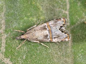 Euchromius gozmanyi Bles. adulte - �Philippe Mothiron