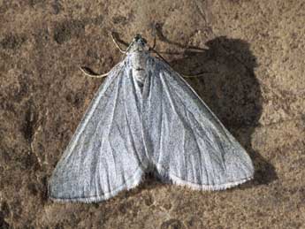 Lithostege griseata D. & S. adulte - �Patrick Clement