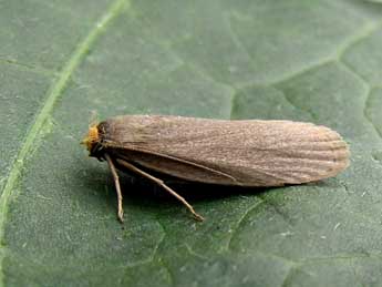 Achroia grisella F. adulte - �Nicole Lepertel