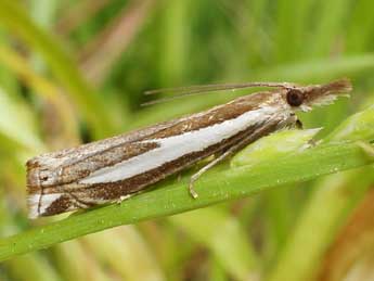Crambus hamella Thnbg adulte - �Friedmar Graf