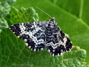 Epirrhoe hastulata Hb. adulte - �Daniel Morel & Lionel Taurand