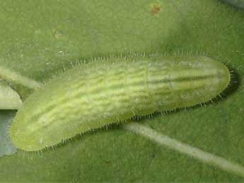  Chenille de Lycaena helle D. & S. - �Wolfgang Wagner, www.pyrgus.de