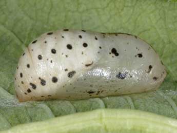  Chrysalide de Lycaena helle D. & S. - �Wolfgang Wagner, www.pyrgus.de