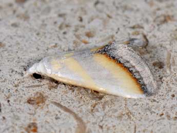 Eublemma himmighoffeni Mill. adulte - �Matthew Gandy