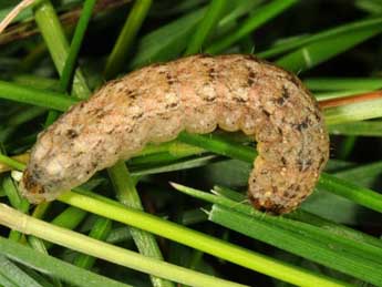  Chenille de Leucochlaena oditis Gey. - �Wolfgang Wagner, www.pyrgus.de