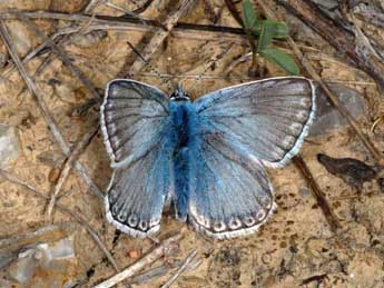 Lysandra hispana H.-S. adulte - �Wolfgang Wagner, www.pyrgus.de