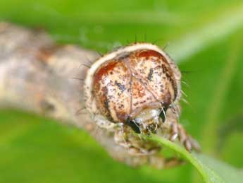  Chenille de Apocheima hispidaria D. & S. - �Philippe Mothiron