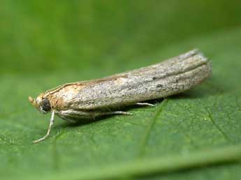 Gymnancyla hornigii Led. adulte - �Roland Stefanovic