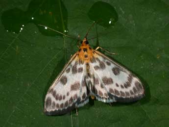 Anania hortulata L. adulte - �Philippe Mothiron