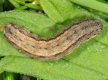  Chenille de Proxenus hospes Frr - �Wolfgang Wagner, www.pyrgus.de