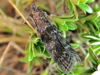 Sciota hostilis Stph. adulte - �Friedmar Graf