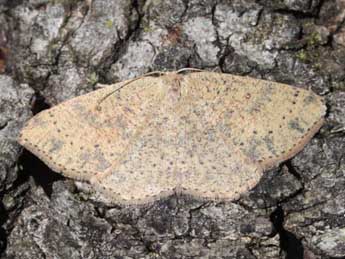 Cyclophora hyponoea Prout adulte - �Eric Sylvestre