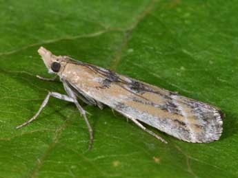 Ancylosis imitella Hamps. adulte - �Philippe Mothiron
