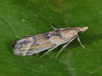 Ancylosis imitella Hamps. adulte - �Philippe Mothiron