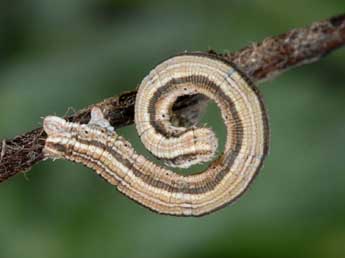  Chenille de Scopula immorata L. - �Wolfgang Wagner, www.pyrgus.de