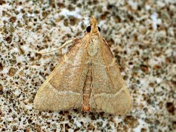 Hypsopygia incarnatalis Z. adulte - �Friedmar Graf