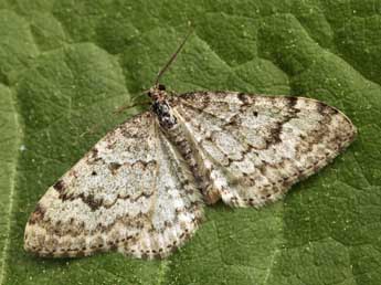 Xanthorhoe incursata Hb. adulte - �Daniel Morel