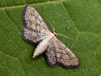 Idaea infirmaria Rbr adulte - �Daniel Morel