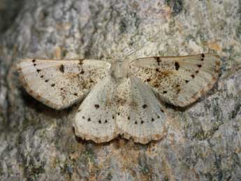 Dyscia govii Fiumi & Flam. adulte - �St�phane Grenier