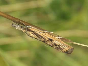 Agriphila inquinatella D. & S. adulte - �Jean-Pierre Lamoline