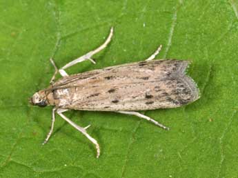 Phycitodes inquinatella Rag. adulte - �Philippe Mothiron