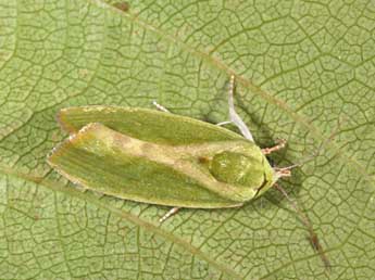 Earias insulana Bsdv. adulte - �Philippe Mothiron