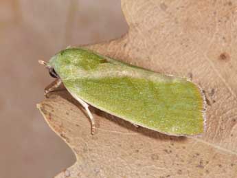 Earias insulana Bsdv. adulte - �Philippe Mothiron