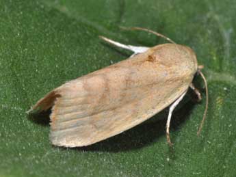 Earias insulana Bsdv. adulte - �Philippe Mothiron