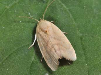 Earias insulana Bsdv. adulte - �Philippe Mothiron