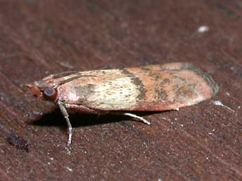 Plodia interpunctella Hb. adulte - �Philippe Mothiron