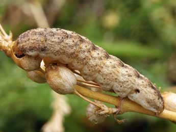  Chenille de Hadena irregularis Hfn. - �Daniel Morel