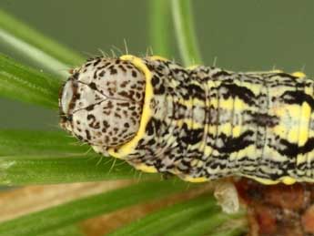  Chenille de Lycia isabellae Harrison - �Jean-Claude Petit