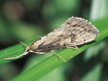 Evergestis isatidalis Dup. adulte - �Tristan Lafranchis