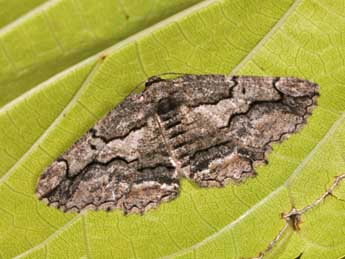 Menophra japygiaria Costa adulte - �Philippe Mothiron