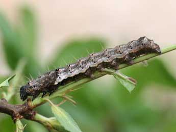  Chenille de Valeria jaspidea Vill. - �Emmanuel Ruiz