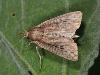 Leucania joannisi Bsn & Rgs adulte - �Philippe Mothiron