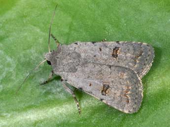 Caradrina kadenii Frr adulte - �Philippe Mothiron