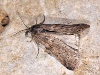 Seeboldia korgosella Rag. adulte - �Philippe Mothiron