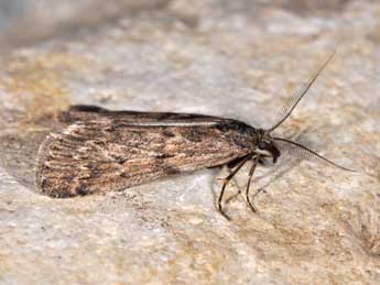 Seeboldia korgosella Rag. adulte - �Philippe Mothiron